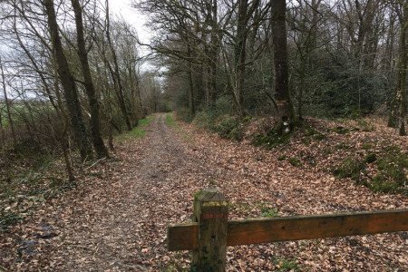 Forêt d'Araize n°17