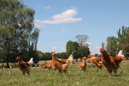 Jacques Barrel - Poulets de Janzé