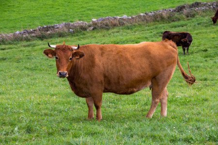 Viande bovine