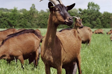 La Chèvrerie d'Amanlis 