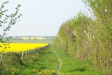 Martigné-Ferchaud - Entre étang et forêt