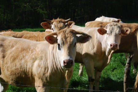 Viande bovine 