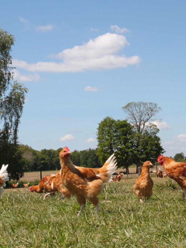 Jacques Barrel - Poulets de Janzé