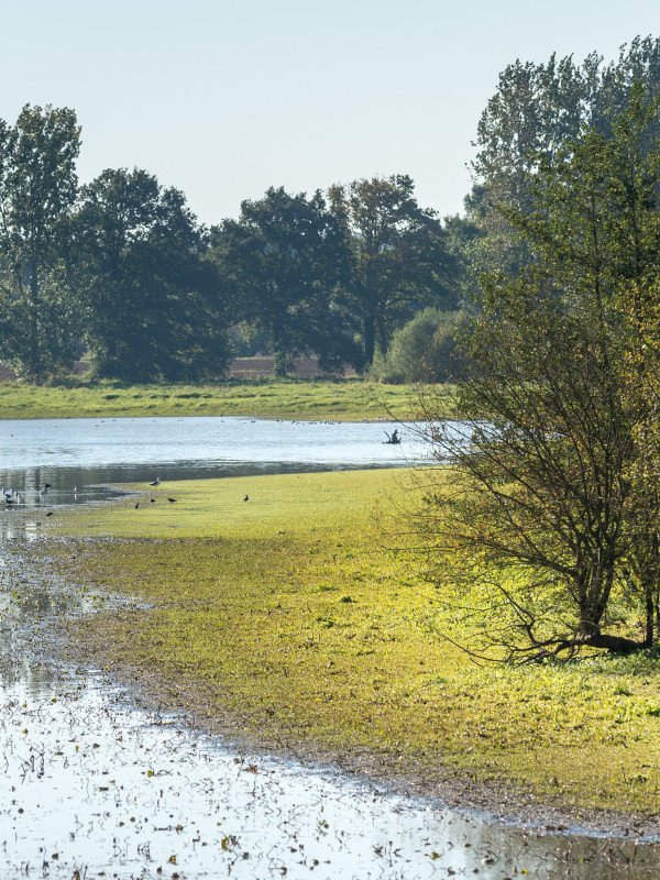 L'étang de la forge
