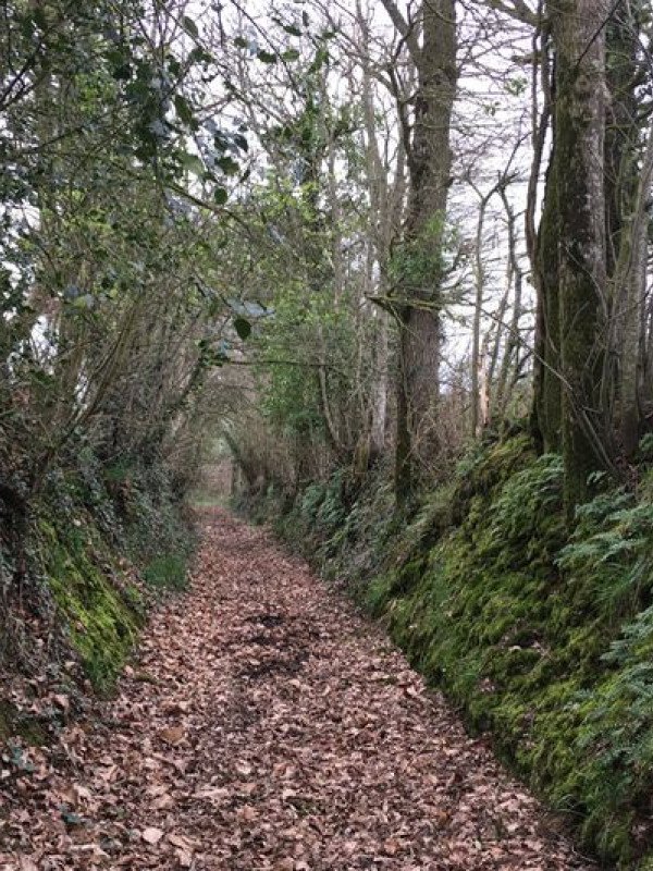 Martigné-Ferchaud - Circuit Ginière et Araize
