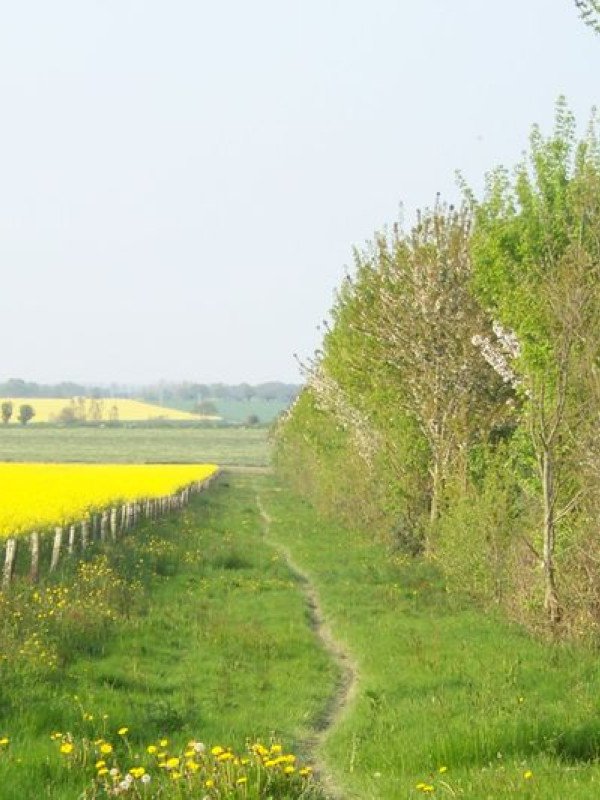 Martigné-Ferchaud - Entre étang et forêt