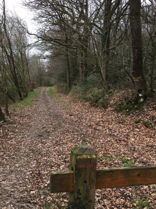 Martigné-Ferchaud - Forêt d'Araize 