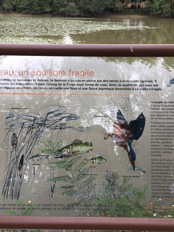 Sentier découverte de l'étang et ses habitants
