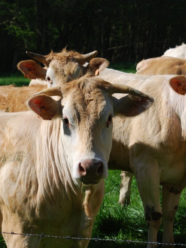 Viande bovine 
