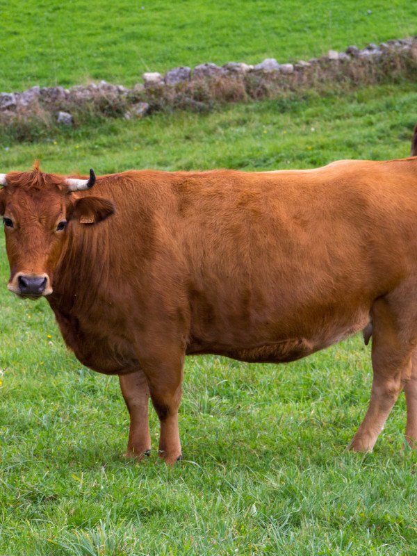 Viande bovine